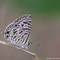 Leptotes plinius Fabricius, 1793